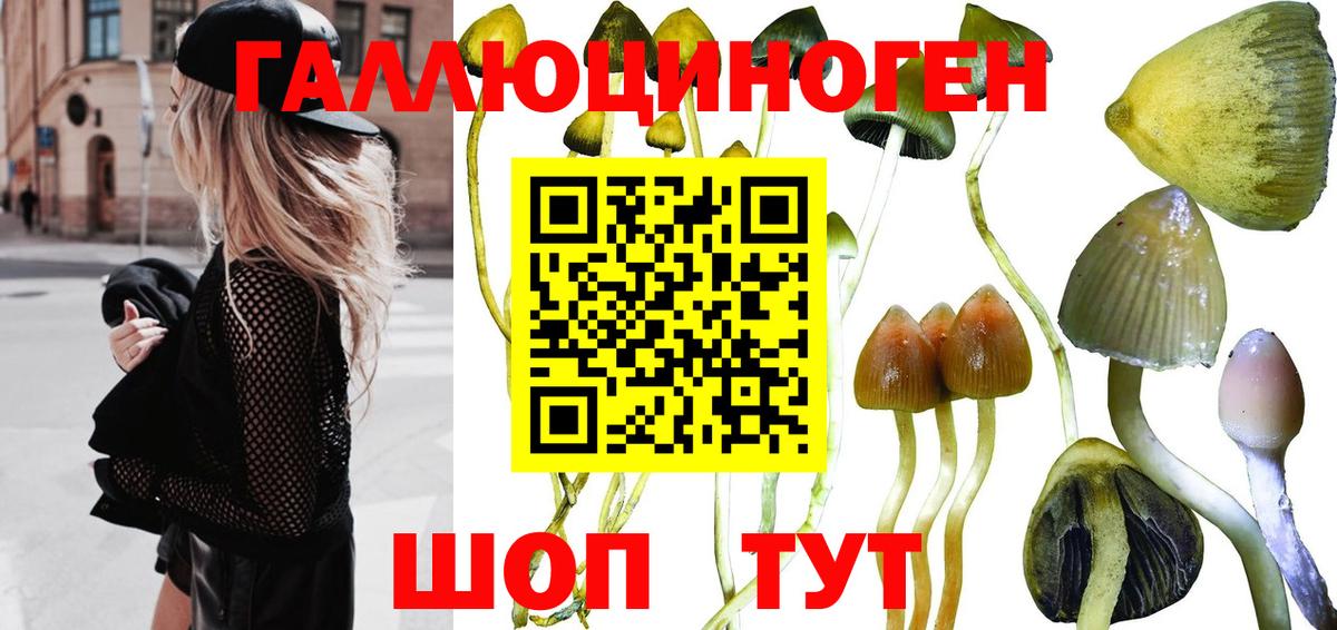 Псилоцибиновые грибы Cubensis Дербент
